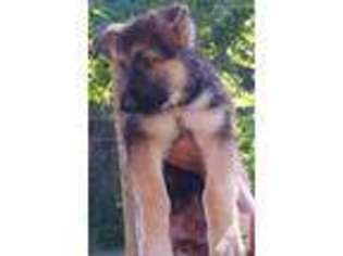 German Shepherd Dog Puppy for sale in BUMPASS, VA, USA