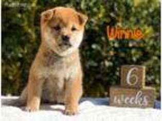 Shiba Inu Puppy for sale in Visalia, CA, USA