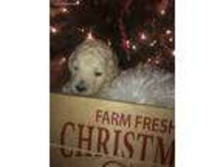 Goldendoodle Puppy for sale in Killen, AL, USA