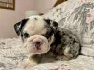 Bulldog Puppy for sale in Hart, MI, USA