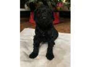 Goldendoodle Puppy for sale in Kansas City, MO, USA