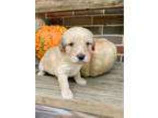 Mutt Puppy for sale in Joshua, TX, USA
