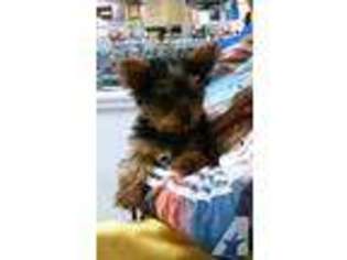 Yorkshire Terrier Puppy for sale in MILWAUKEE, WI, USA