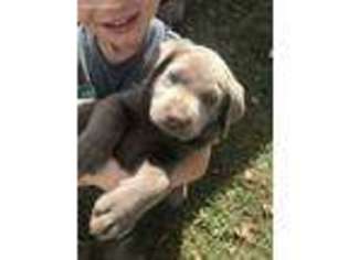 Labrador Retriever Puppy for sale in Summer Shade, KY, USA