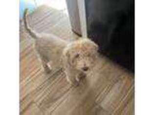 Goldendoodle Puppy for sale in Tucson, AZ, USA