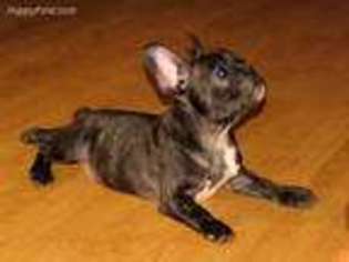 French Bulldog Puppy for sale in Walhalla, SC, USA