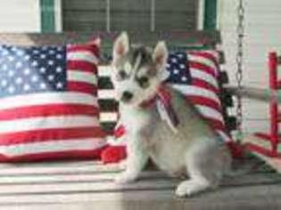 Siberian Husky Puppy for sale in Hugo, OK, USA