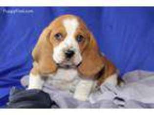 Basset Hound Puppy for sale in Macomb, MO, USA