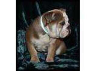 Bulldog Puppy for sale in Live Oak, FL, USA