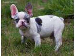 French Bulldog Puppy for sale in Vernonia, OR, USA