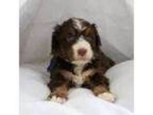 Mutt Puppy for sale in Valley View, PA, USA