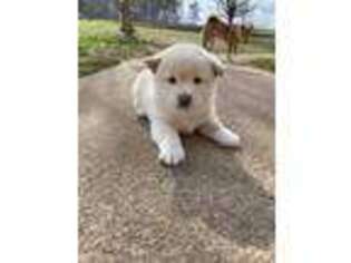 Shiba Inu Puppy for sale in Carrollton, GA, USA
