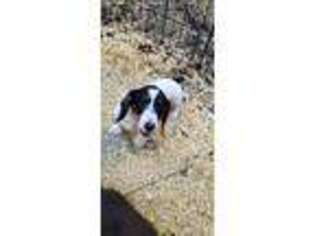 Dachshund Puppy for sale in Goochland, VA, USA