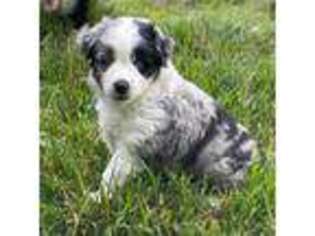 Miniature Australian Shepherd Puppy for sale in Churchville, MD, USA