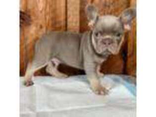 French Bulldog Puppy for sale in Okeechobee, FL, USA
