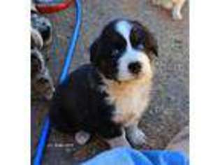 Australian Shepherd Puppy for sale in Mesa, AZ, USA