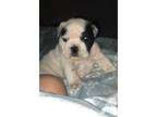 Bulldog Puppy for sale in FLINT, TX, USA