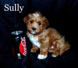Mutt Puppy for sale in Saint Peter, MN, USA