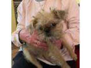 Brussels Griffon Puppy for sale in Lebanon, OH, USA