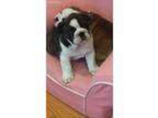 Bulldog Puppy for sale in Windham, NH, USA