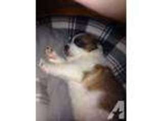Saint Bernard Puppy for sale in MONTPELIER, VA, USA