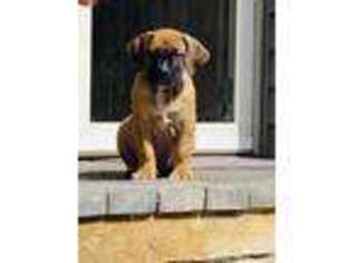 Boerboel Puppy for sale in Fogelsville, PA, USA