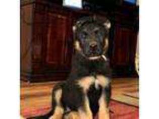 German Shepherd Dog Puppy for sale in Red Bluff, CA, USA