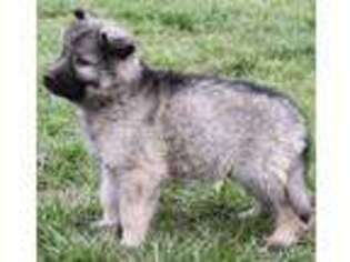 German Shepherd Dog Puppy for sale in Toledo, WA, USA