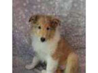 Collie Puppy for sale in Edgewood, MD, USA