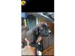 Medium Photo #1 Cane Corso Puppy For Sale in Jacksonville, FL, USA