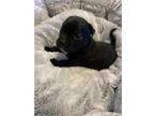 Staffordshire Bull Terrier Puppy for sale in Baltimore, MD, USA