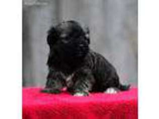 Havanese Puppy for sale in Carlisle, PA, USA