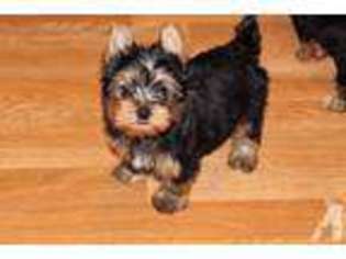 Yorkshire Terrier Puppy for sale in SALINAS, CA, USA