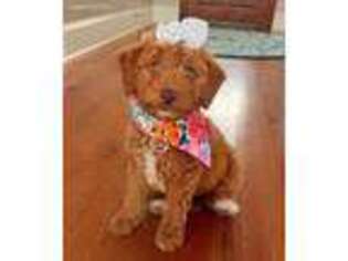Goldendoodle Puppy for sale in Bardstown, KY, USA