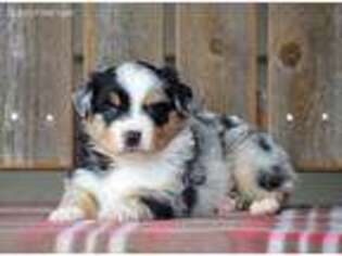 Miniature Australian Shepherd Puppy for sale in Farwell, MI, USA