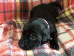 Labrador Retriever Puppy for sale in Craig, CO, USA