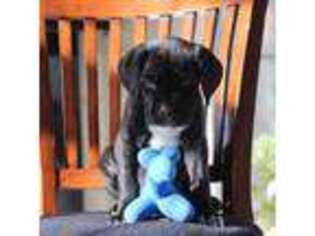Cane Corso Puppy for sale in Highland, NY, USA