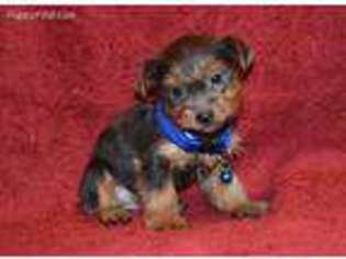 Yorkshire Terrier Puppy for sale in Coshocton, OH, USA