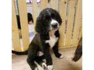 Saint Berdoodle Puppy for sale in Acworth, GA, USA