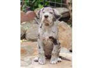 Great Dane Puppy for sale in Half Moon Bay, CA, USA