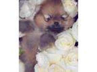 Pomeranian Puppy for sale in Arcadia, CA, USA