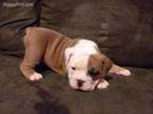 Olde English Bulldogge Puppy for sale in Pocahontas, AR, USA