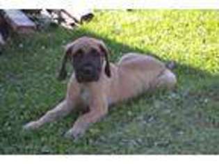 Great Dane Puppy for sale in Lamont, IA, USA
