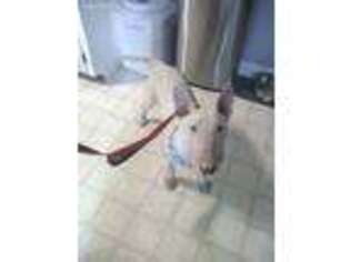 Bull Terrier Puppy for sale in Charleston, SC, USA
