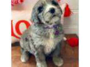 Mutt Puppy for sale in Tualatin, OR, USA