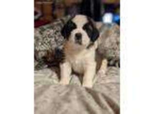 Medium Photo #1 Saint Bernard Puppy For Sale in Brookville, OH, USA