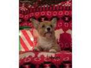 Cane Corso Puppy for sale in Neosho, MO, USA