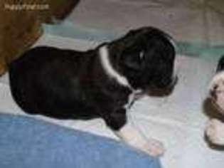 Boston Terrier Puppy for sale in Saint Elmo, IL, USA