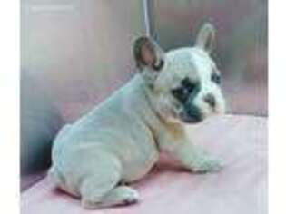 French Bulldog Puppy for sale in Wills Point, TX, USA
