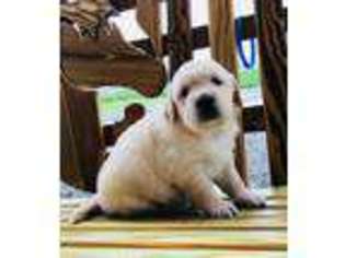 Golden Retriever Puppy for sale in Campbell Hill, IL, USA